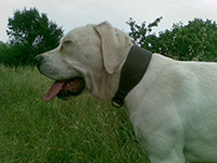 femmina cane corso bianco
